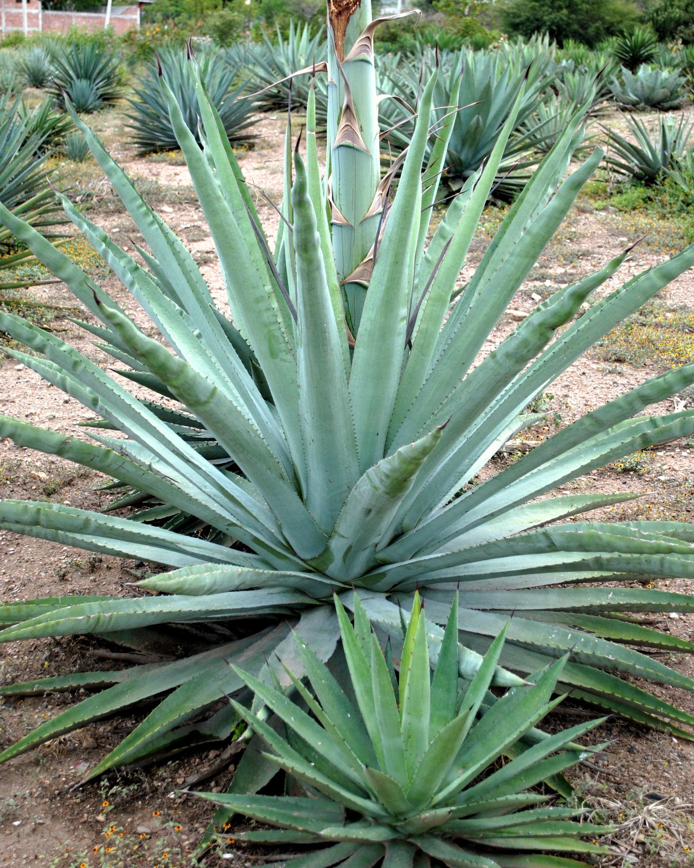 A mature agave plant in the field, its quiote beginning to rise